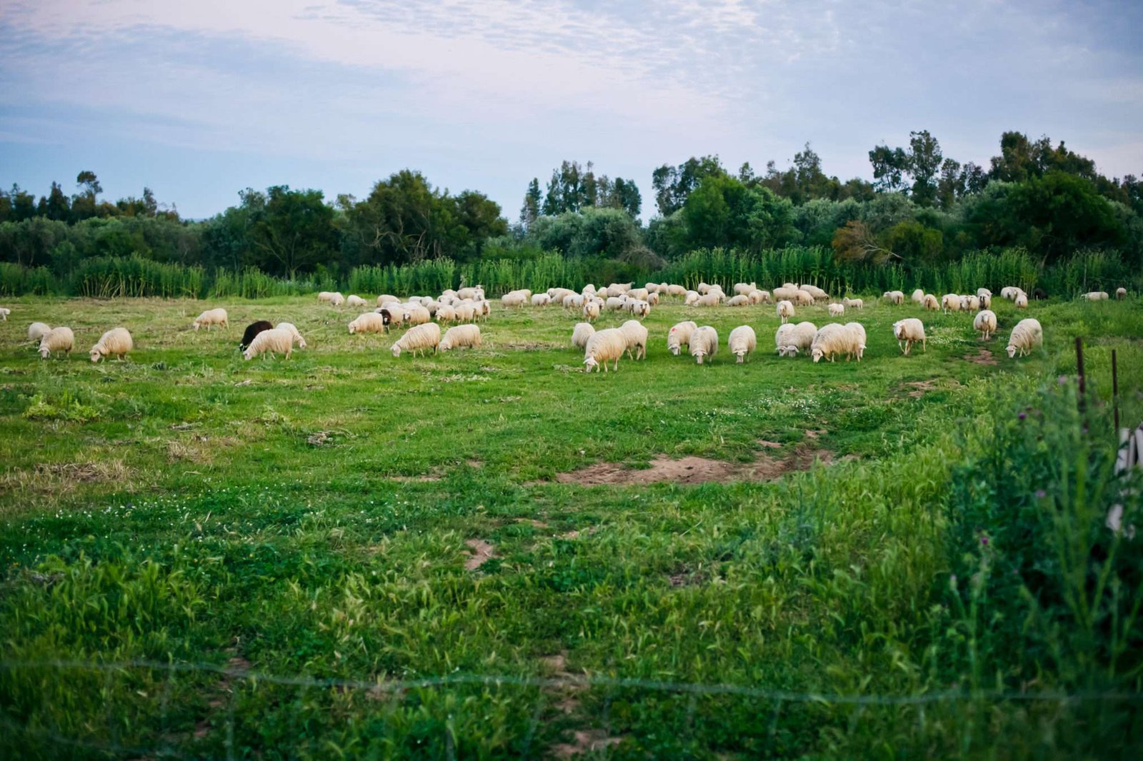 Sardinian sheeps
